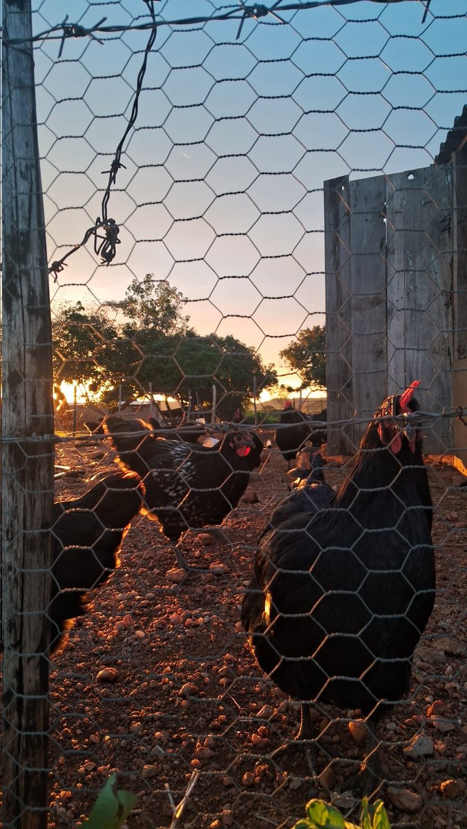 ChitsigaFarm's tweet photo. Chasing the sunset in the village. https://t.co/4YQ1iYU7vK