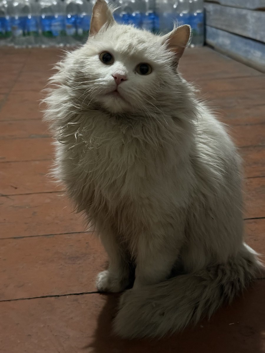 З собаками та котами ладить добре! Хлопчик! чемний!
На стіл не лізе. Спить під стінкою бідолаха, а вдень ходить слідкує- або на коробці з букетом хімічними грілками сидить.
Не дивіться що він брудний-це самородок!