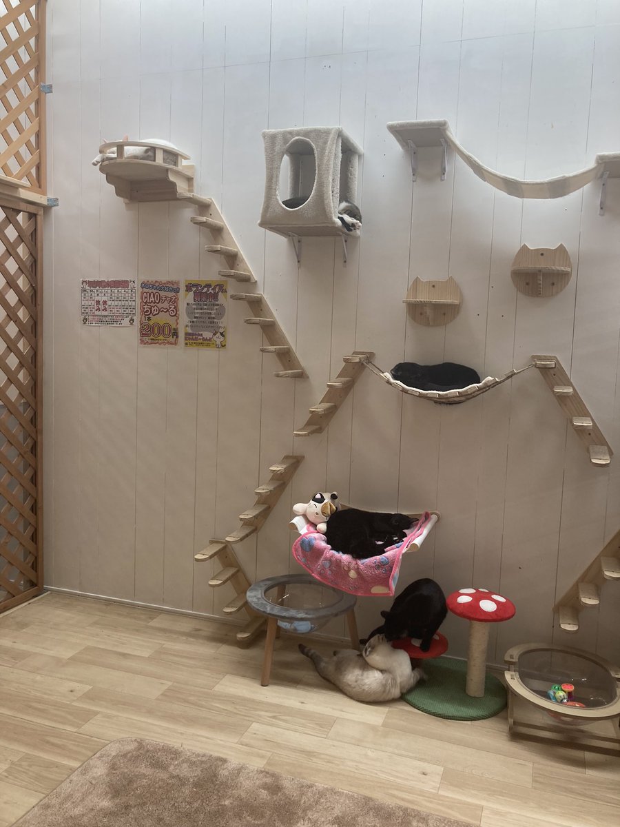 Post by やまもそ🐌 on X: 追加のニャンズ