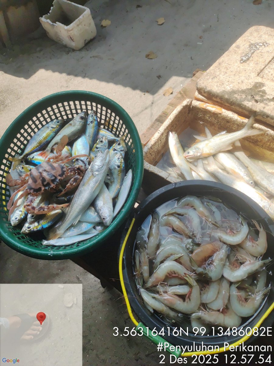 Stpjimmi06's tweet photo. Selasa (2/12/25), Jimmi Stp, Luhkan Kab. Sergai, di KUB Nelayan Maju, desa Sentang,  mlprkan hsl tkp  Kelong 10 kg/Rp 80000,  Suwalo 7 kg/Rp 45000, Sotong 6 kg/Rp 25000, Senangin 8 kg/Rp 30000, dan Gulamah 7 kg/Rp. 5000
#GiatLuhkanSatminkalMedan
#Tangkap
#SdgBdgai https://t.co/h6R1y0AHgn