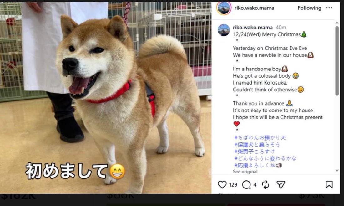*"Cocoro, Neiro, Kabosu… all queens 👑  
But now, the king has arrived — $KOROSUKE 🐕‍🦺 The first male Shiba in the lineage. A historic moment in memecoin lore! 🚀 #Korosuke #OnlyOne"**
<a href="/Korosuke_cto/">KOROSUKE The First Ever Riko Wako Mama Male dog</a> <a href="/korosuke_token/">KOROSUKE - Riko Wako Mama First Male Dog</a>