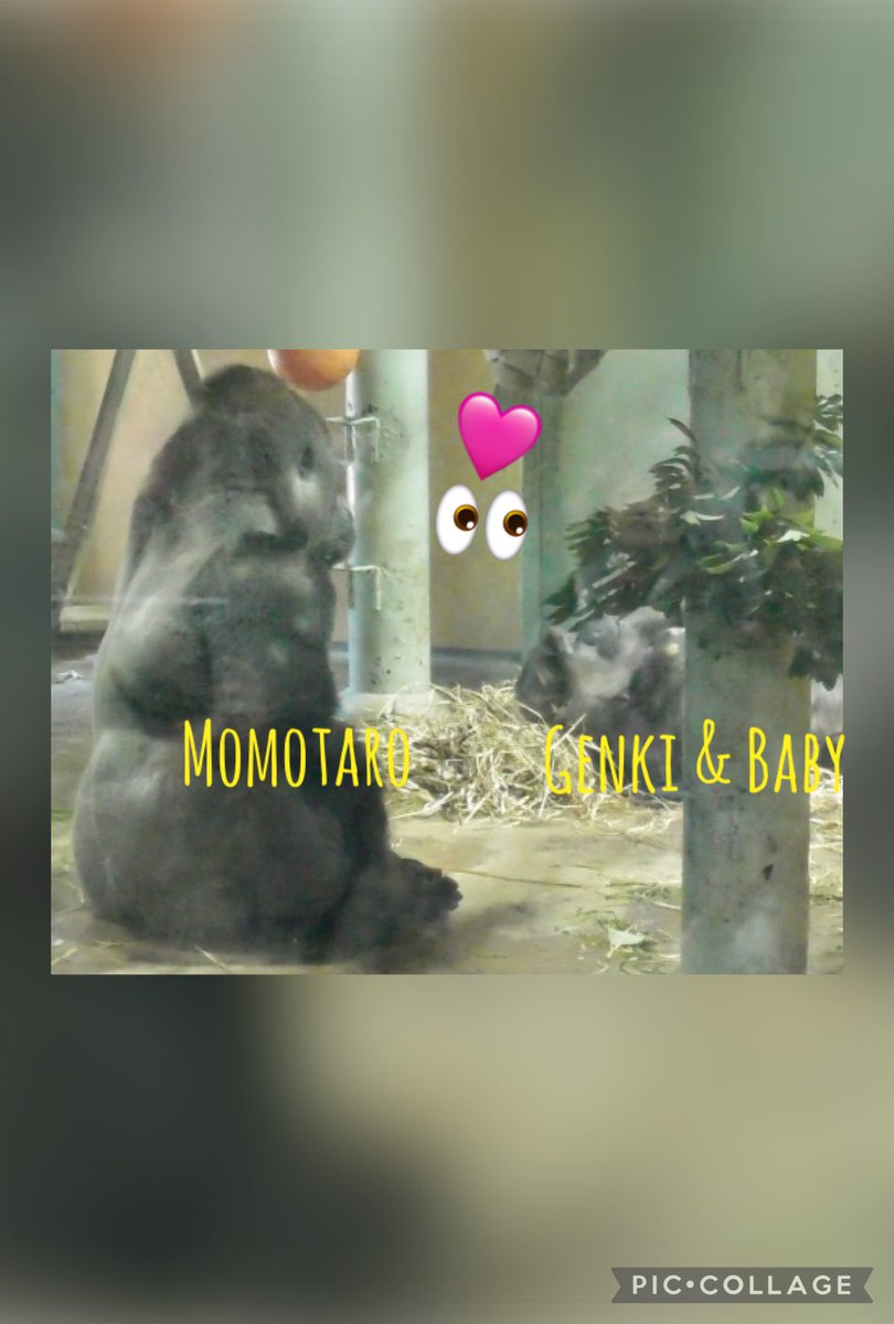 ごりらbibouroku (@bibouro03256910) / Posts / X