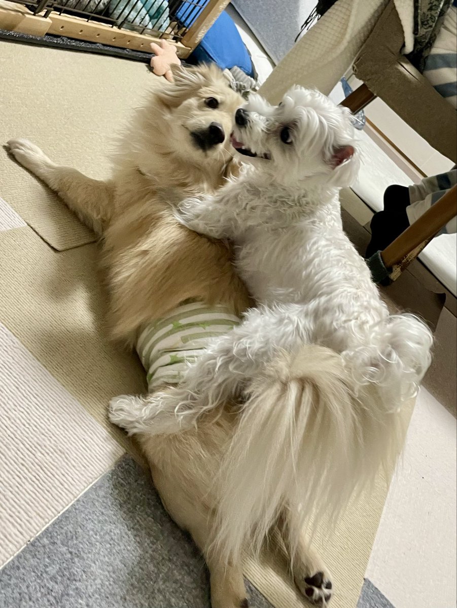 ポメックスのとろろくん (@monaka_0507) / Highlights / X