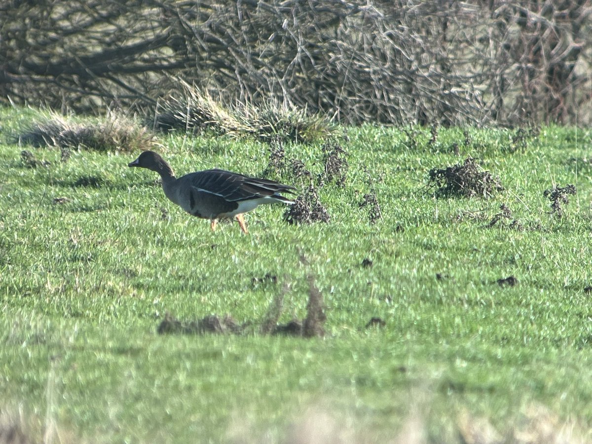 8 White-Fronted Geese early afternoon from Priory Waters looking towards River Wreake and great to bump into <a href="/saeedanwa/">Boylingo</a>