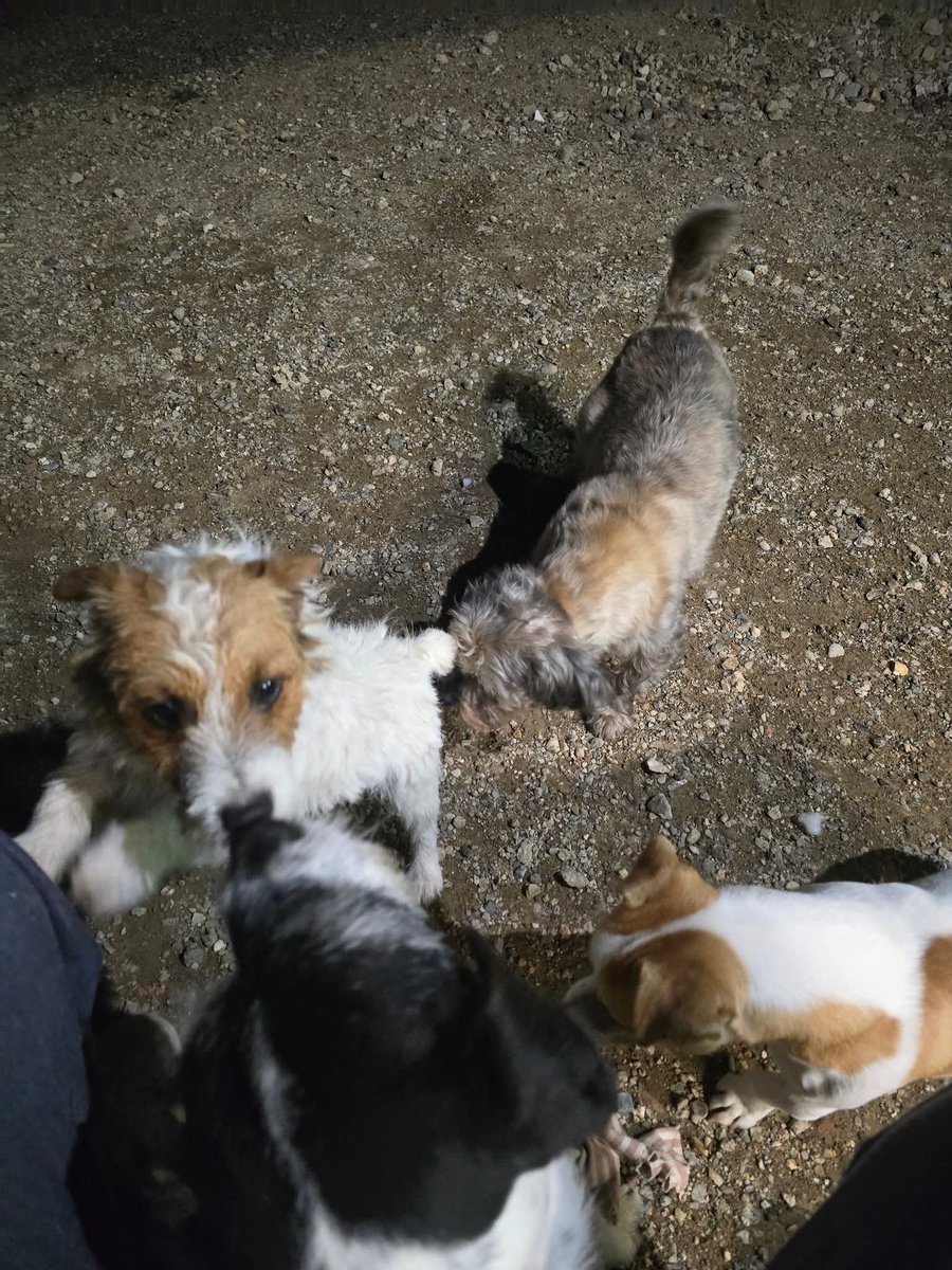 MissingPetsGB's tweet image. Sad appeal from Bert family yesterday🙏💔
Today is Christmas Day &amp;amp; while many families are together, Bert’s family are still waiting.

Bert has now been missing for 50 days since he bolted from home in Lower Halstow after fireworks. He is a very nervous rescue, &amp;amp; the lack of (c)