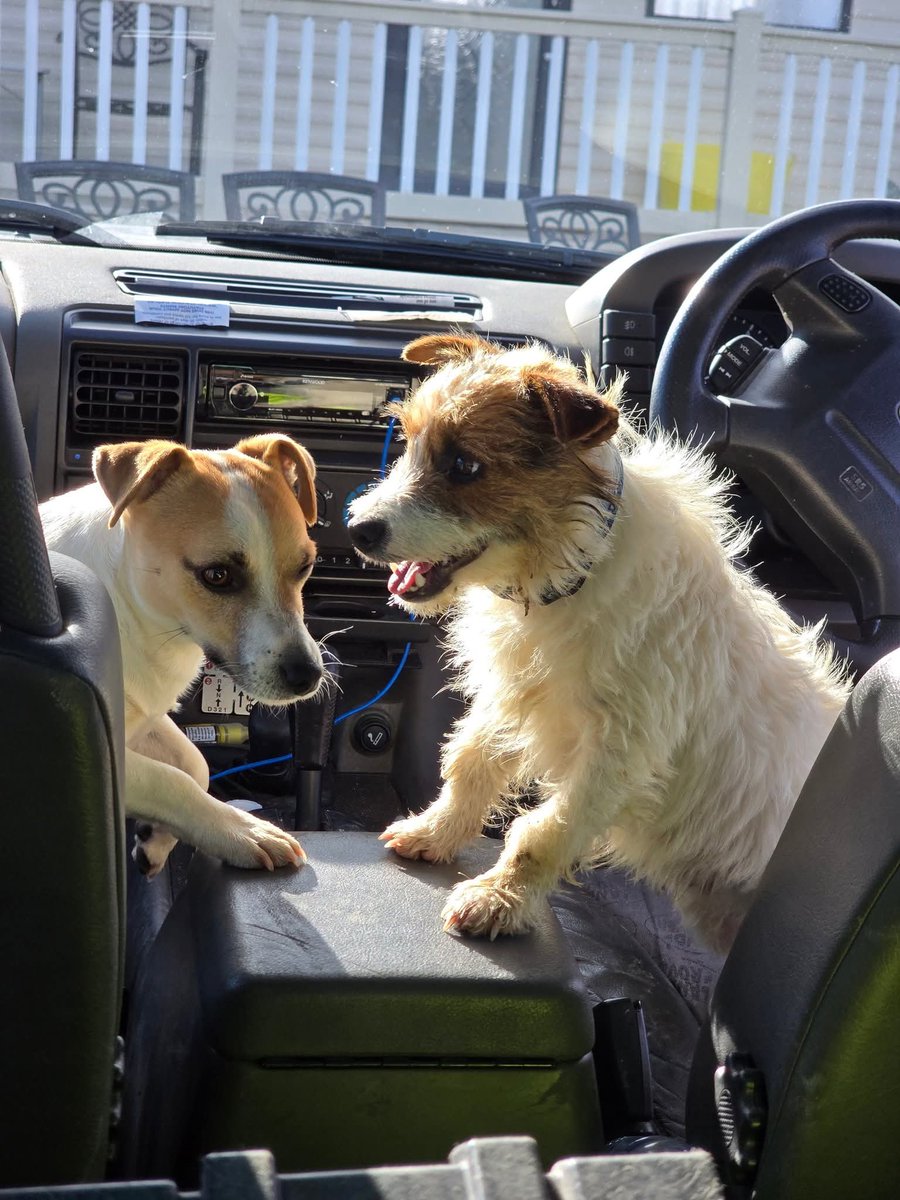 MissingPetsGB's tweet image. Sad appeal from Bert family yesterday🙏💔
Today is Christmas Day &amp;amp; while many families are together, Bert’s family are still waiting.

Bert has now been missing for 50 days since he bolted from home in Lower Halstow after fireworks. He is a very nervous rescue, &amp;amp; the lack of (c)