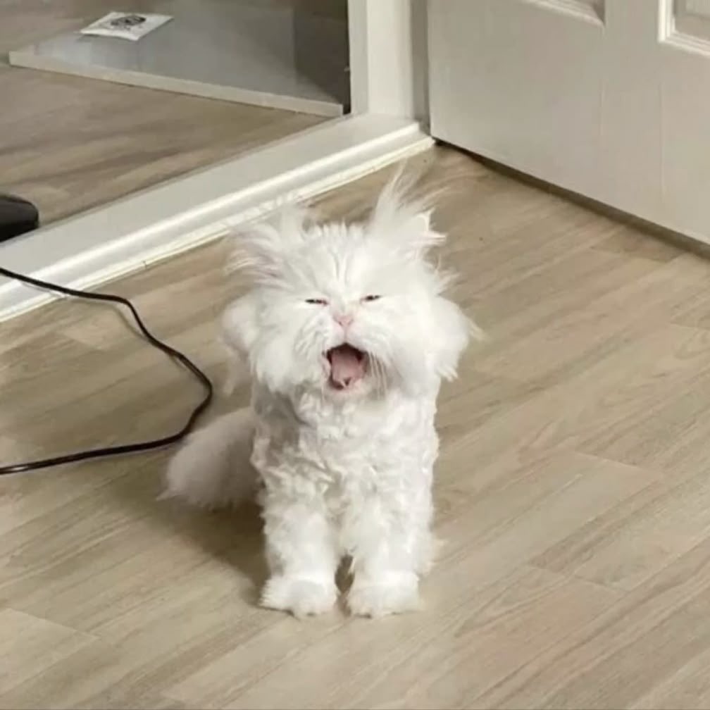 뽀이 (@_nneocityy) on Twitter photo 