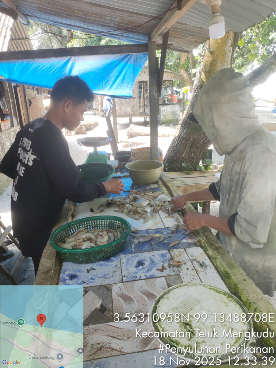Stpjimmi06's tweet photo. Selasa (18/11/25), Jimmi Stp, Luhkan Kab. Sergai, di KUB Nelayan Maju, desa Sentang,  mlprkan hsl tkp  Kelong 12 kg/Rp 80000,  Suwalo 7 kg/Rp 45000, Sotong 5 kg/Rp 25000, Senangin 6 kg/Rp 30000, dan Gulamah 8 kg/Rp. 5000
#GiatLuhkanSatminkalMedan
#Tangkap
#SdgBdgai https://t.co/9U3jpzwb26