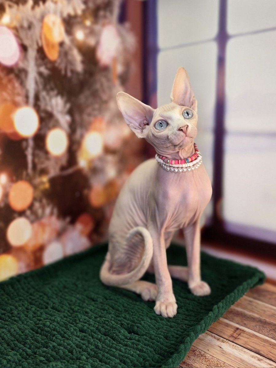 Друзья! Я верю в силу Твиттера!
Вдруг для кого-то Сатана и Тео станут новогодним чудом! ✨🎁
Давайте все вместе найдем им лучшие семьи!
Распространите, пожалуйста 🙏🏻
Может, родители их уже ищут!

Котята находятся в Краснодаре, но могут переехать. О цене договоримся😘