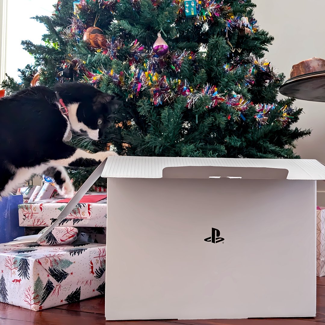 Friendly reminder to share those boxes on this most treasured day of the cat calendar 📅 🐾