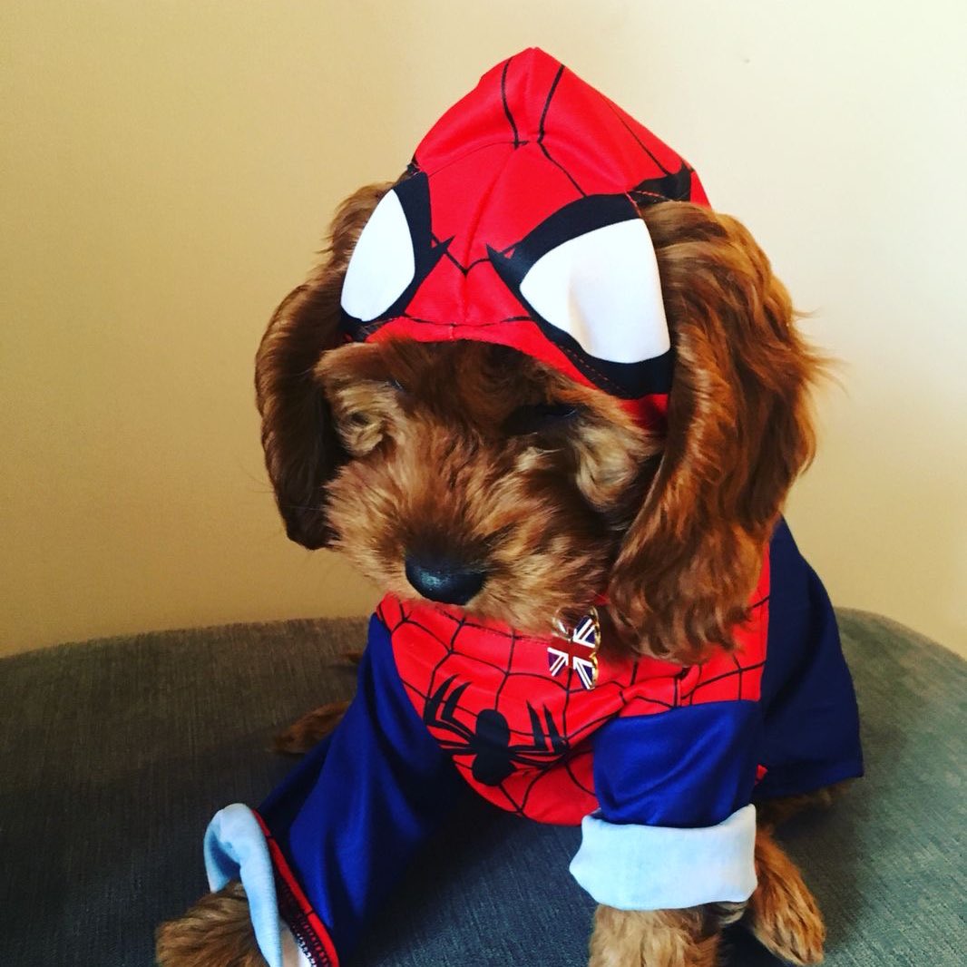 martinupis's tweet photo. #spiderdogs https://t.co/tfURvVDCyk