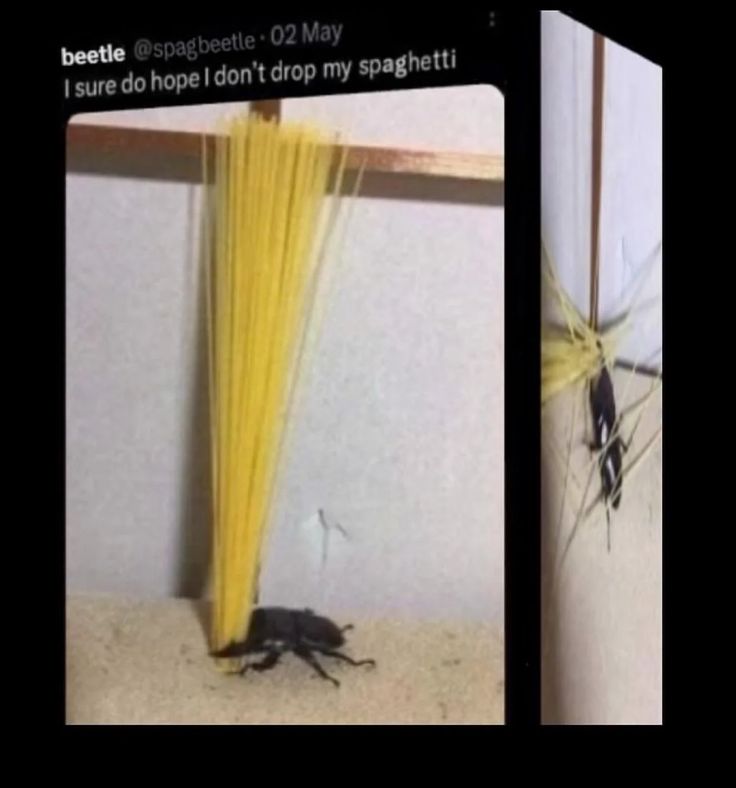 Shadoo_creeture's tweet image. 