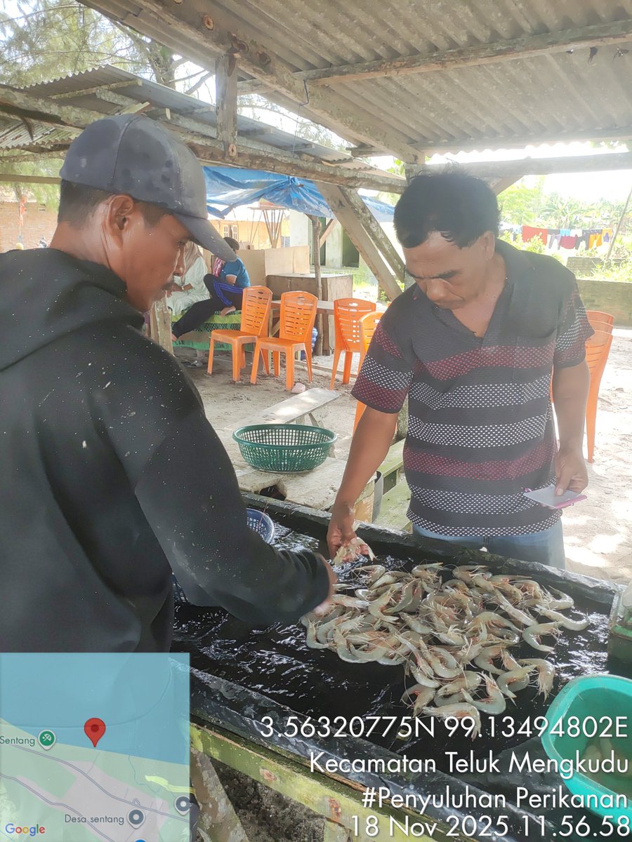 Stpjimmi06's tweet photo. Selasa (18/11/25), Jimmi Stp, Luhkan Kab. Sergai, di KUB Haluan Baru,  desa Sentang,  mlprkan hsl tkp  Kelong 8  kg/Rp 80000,  Suwalo 4 kg/Rp 45000, Sotong 3 kg/Rp 25000, Senangin 7 kg/Rp 30000 dan Gulamah 7 kg/Rp. 5000
#GiatLuhkanSatminkalMedan
#Tangkap
#SdgBdgai https://t.co/mhgwY3rzqU