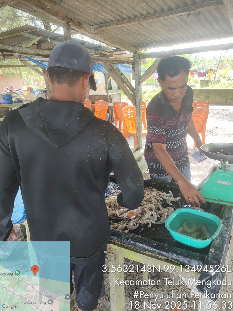 Stpjimmi06's tweet photo. Selasa (18/11/25), Jimmi Stp, Luhkan Kab. Sergai, di KUB Haluan Baru,  desa Sentang,  mlprkan hsl tkp  Kelong 8  kg/Rp 80000,  Suwalo 4 kg/Rp 45000, Sotong 3 kg/Rp 25000, Senangin 7 kg/Rp 30000 dan Gulamah 7 kg/Rp. 5000
#GiatLuhkanSatminkalMedan
#Tangkap
#SdgBdgai https://t.co/mhgwY3rzqU