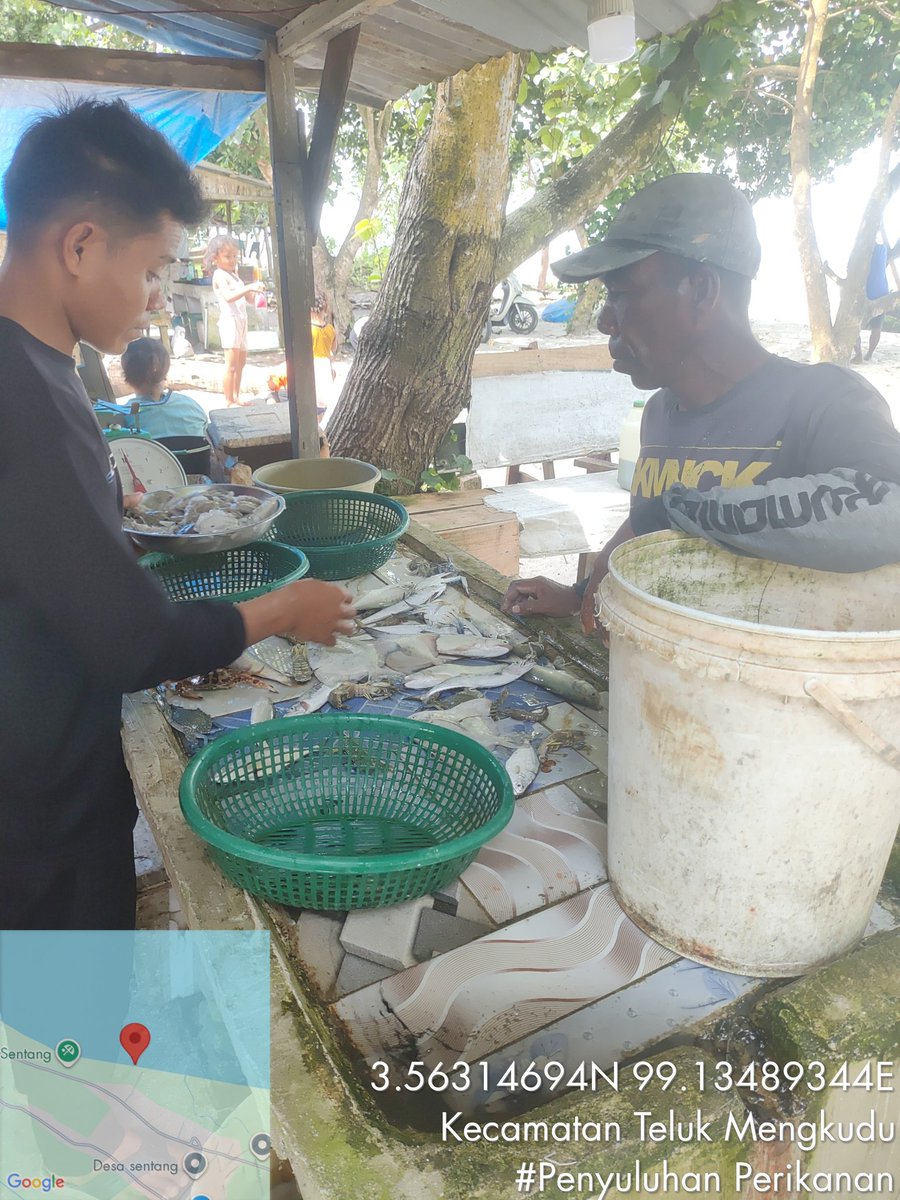 Stpjimmi06's tweet photo. Selasa (18/11/25), Jimmi Stp, Luhkan Kab. Sergai, di KUB Haluan Baru,  desa Sentang,  mlprkan hsl tkp  Kelong 8  kg/Rp 80000,  Suwalo 4 kg/Rp 45000, Sotong 3 kg/Rp 25000, Senangin 7 kg/Rp 30000 dan Gulamah 7 kg/Rp. 5000
#GiatLuhkanSatminkalMedan
#Tangkap
#SdgBdgai https://t.co/mhgwY3rzqU