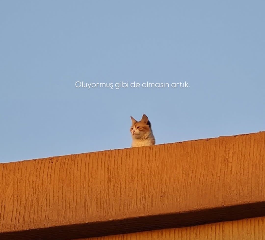 Ceyda (@cydmlii) on Twitter photo 