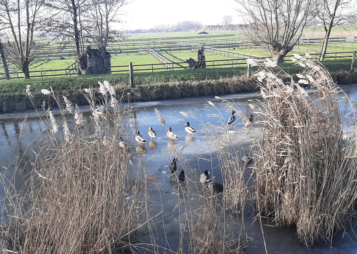 MEKloppenburg's tweet photo. #Winterwandeling bij #Maasland. Nog een fijne tweede #Kerstdag! 🎄 https://t.co/NCM9c8QE47
