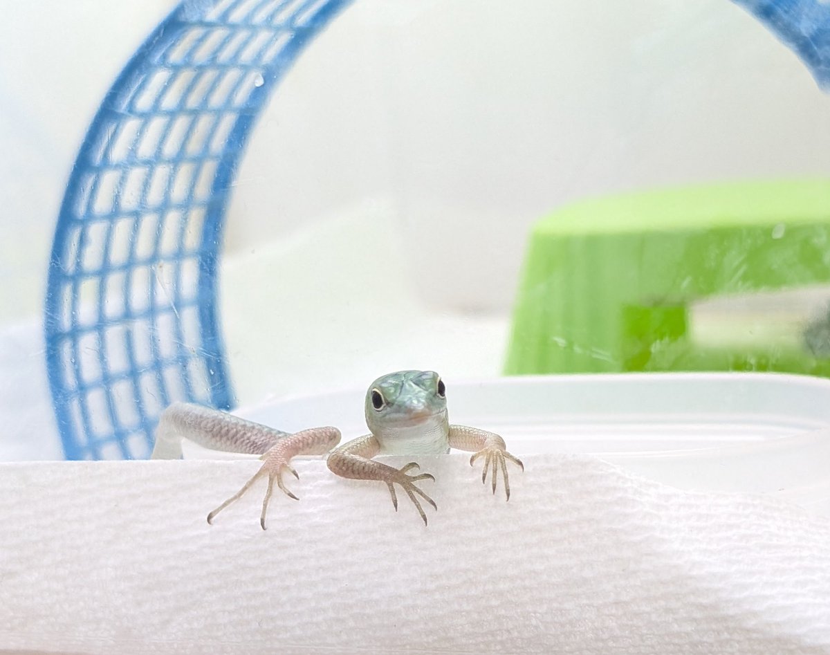 右クリック(2025年度キタアオジタ販売中) (@Migi_c) / Posts / X