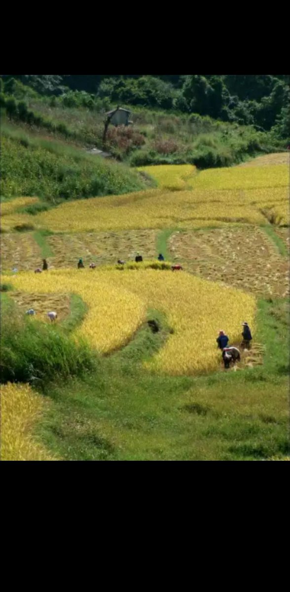 phe_don's tweet image. 