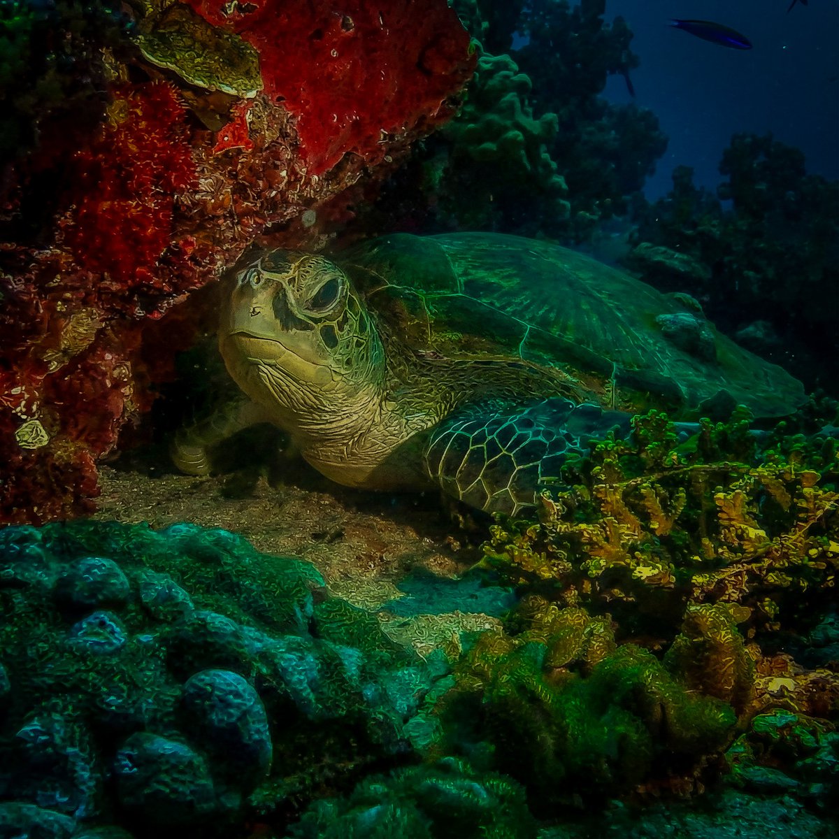 supportphotogs's tweet image. في هدوء الشعاب المرجانية بجزر الديمانيات، تستريح سلحفاة بحرية في مشهد يختصر توازنًا دقيقًا بين الكائن والموطن.
هذه البيئات لا تمثل جمالًا بصريًا فحسب، بل أنظمة حيّة تعتمد على الحماية والاستدامة لتبقى.
📍 #جزر الديمانيات – #سلطنة_عمان
📸 #تصوير تحت #الماء

#عربية #عدسة #دعم_مصورين