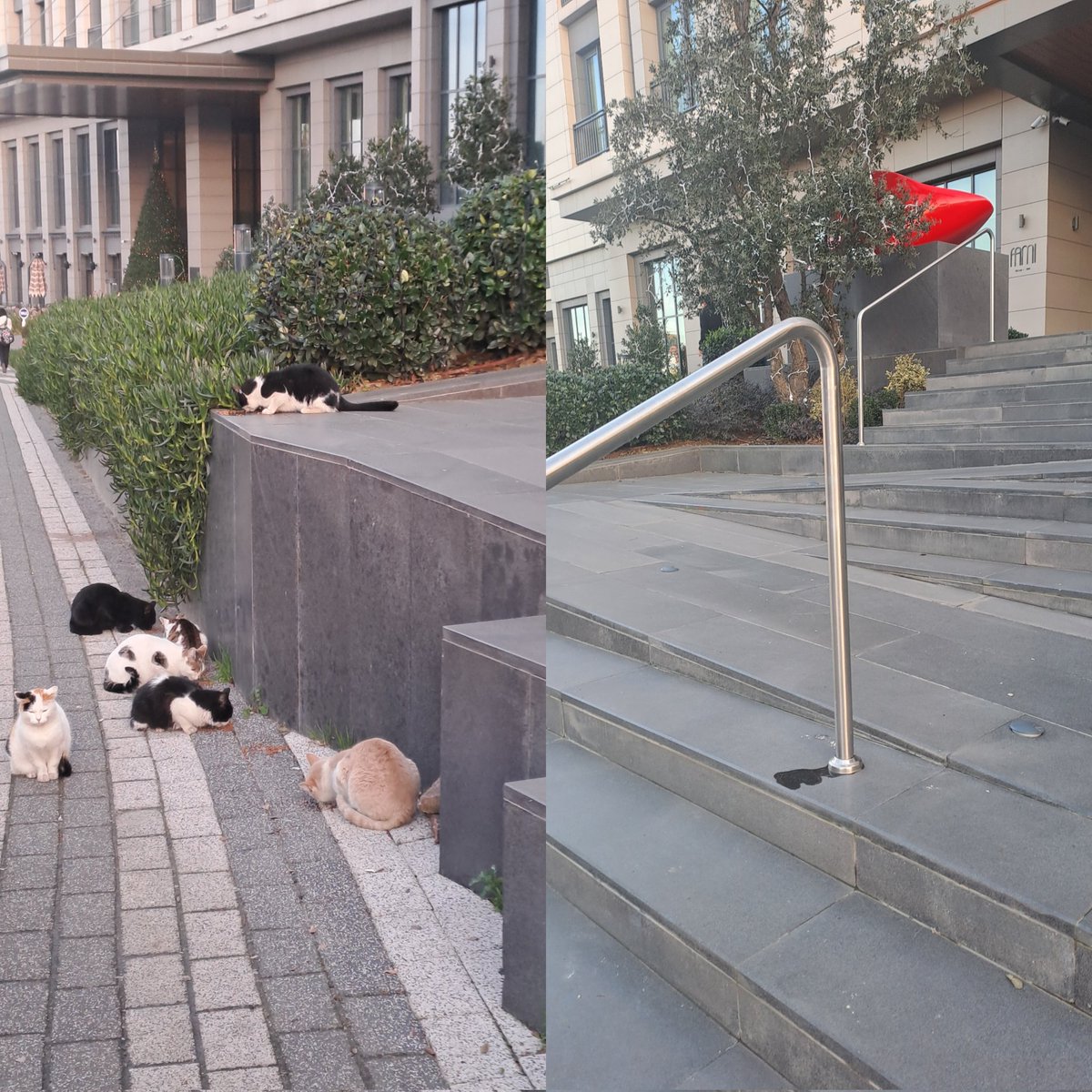 Arada bir gün fark var Altunizade Hilton tüm kedileri toplatıp barınağa yollatmış. Bilin istedim. Yayın lütfen <a href="/La_Dayra/">ladayra</a> <a href="/omer_art8/">Ömer</a> <a href="/___fmk_/">mrv</a> <a href="/xenaanne/">Tuğçe Kaymaz</a>