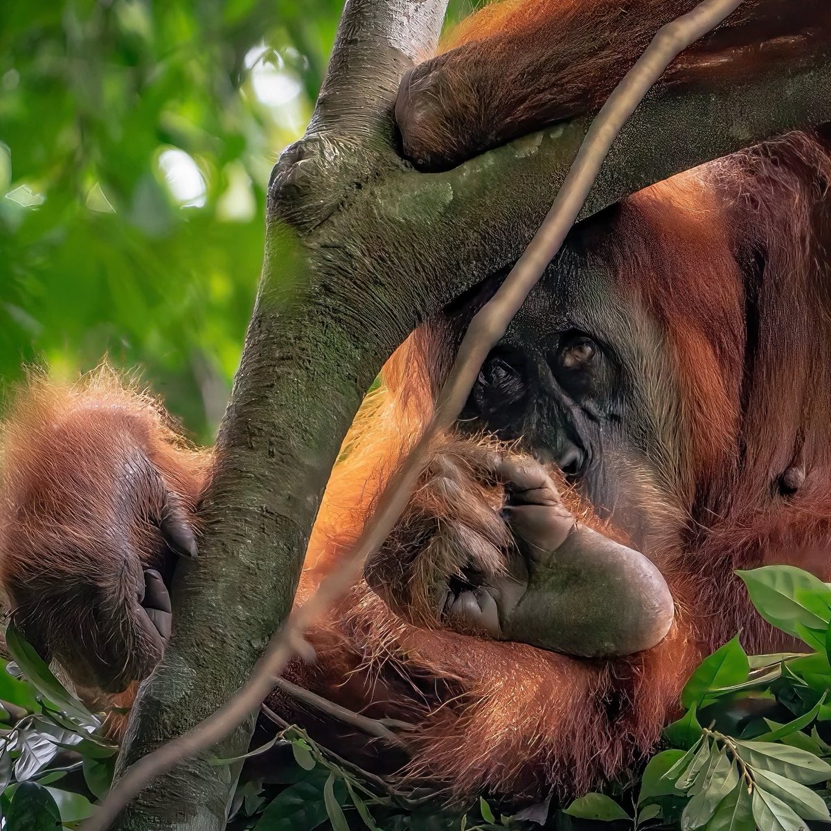 operasionalwh's tweet photo. The jungle doesn’t speak in words — it speaks in moments.
Misty mornings. Wild orangutans. Footsteps that matter.
Are you ready to walk where nature still leads?
https://t.co/MepRZrFyr8
#Sumatra
#JungleTrek
#EcoTravel
#Orangutans
#WildlifeConservation
#EthicalTourism https://t.co/4f0AKjP49T