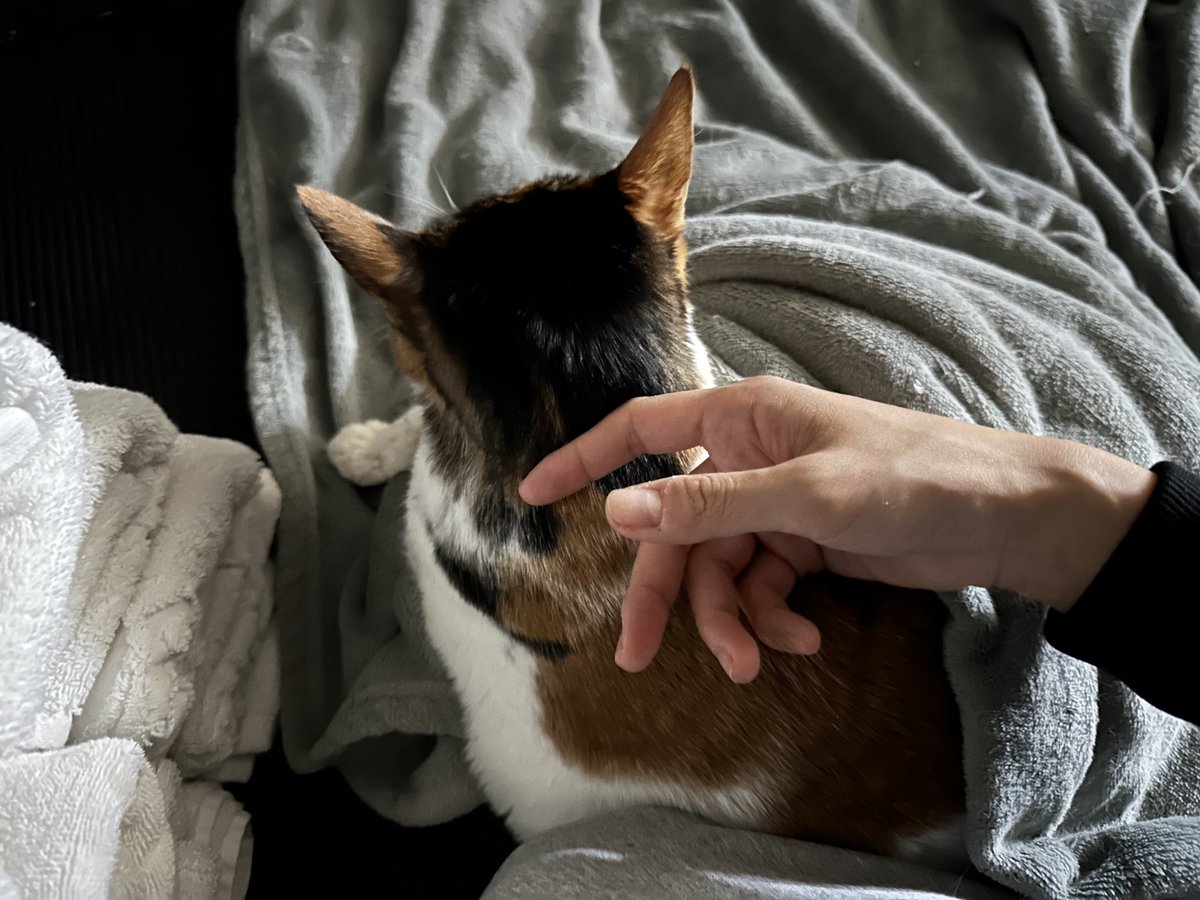 나이가 많아 조금씩 약해지고있던 첫째가 시한부 판정을 받았어요. 주사기로 유동식 조금씩 먹여가며 버텼는데 이제 그것도 못 받아들이는거같아 마음의 준비중입니다. 이 글 보시는 분들 마지막 가는길 너무 아프지않게 갈수 있도록 한번씩만 기도해주세요.