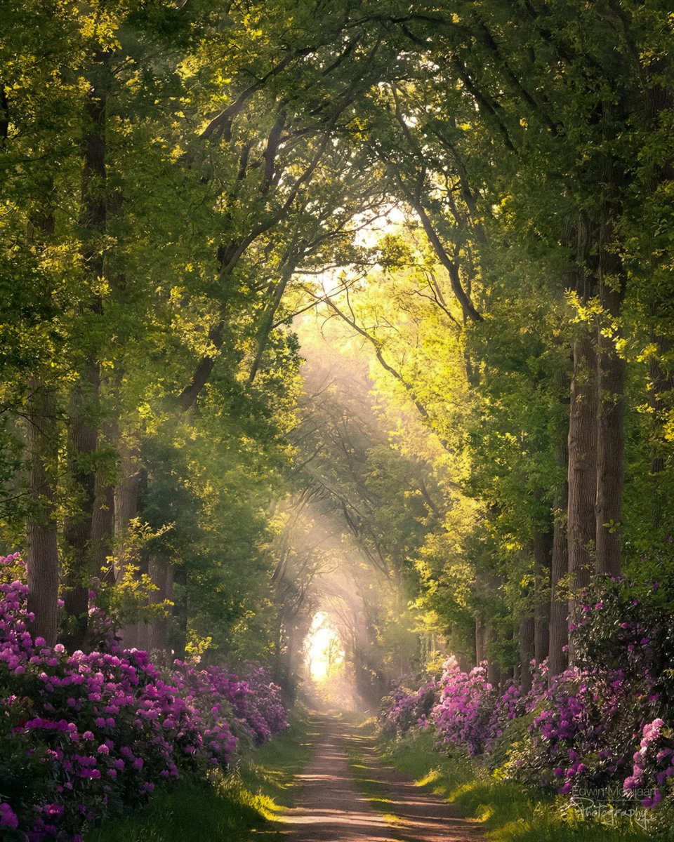 gardenofcolours's tweet image. 