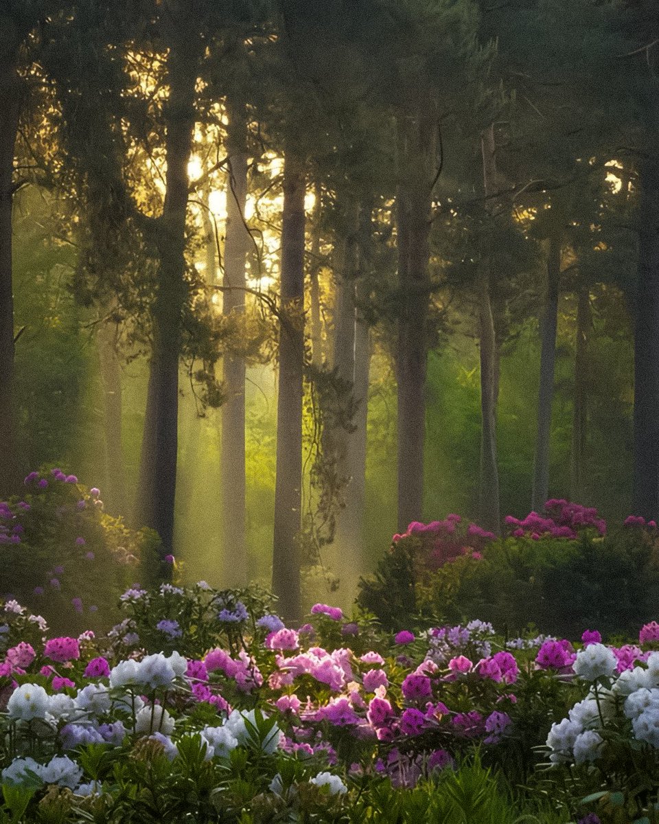 gardenofcolours's tweet image. 