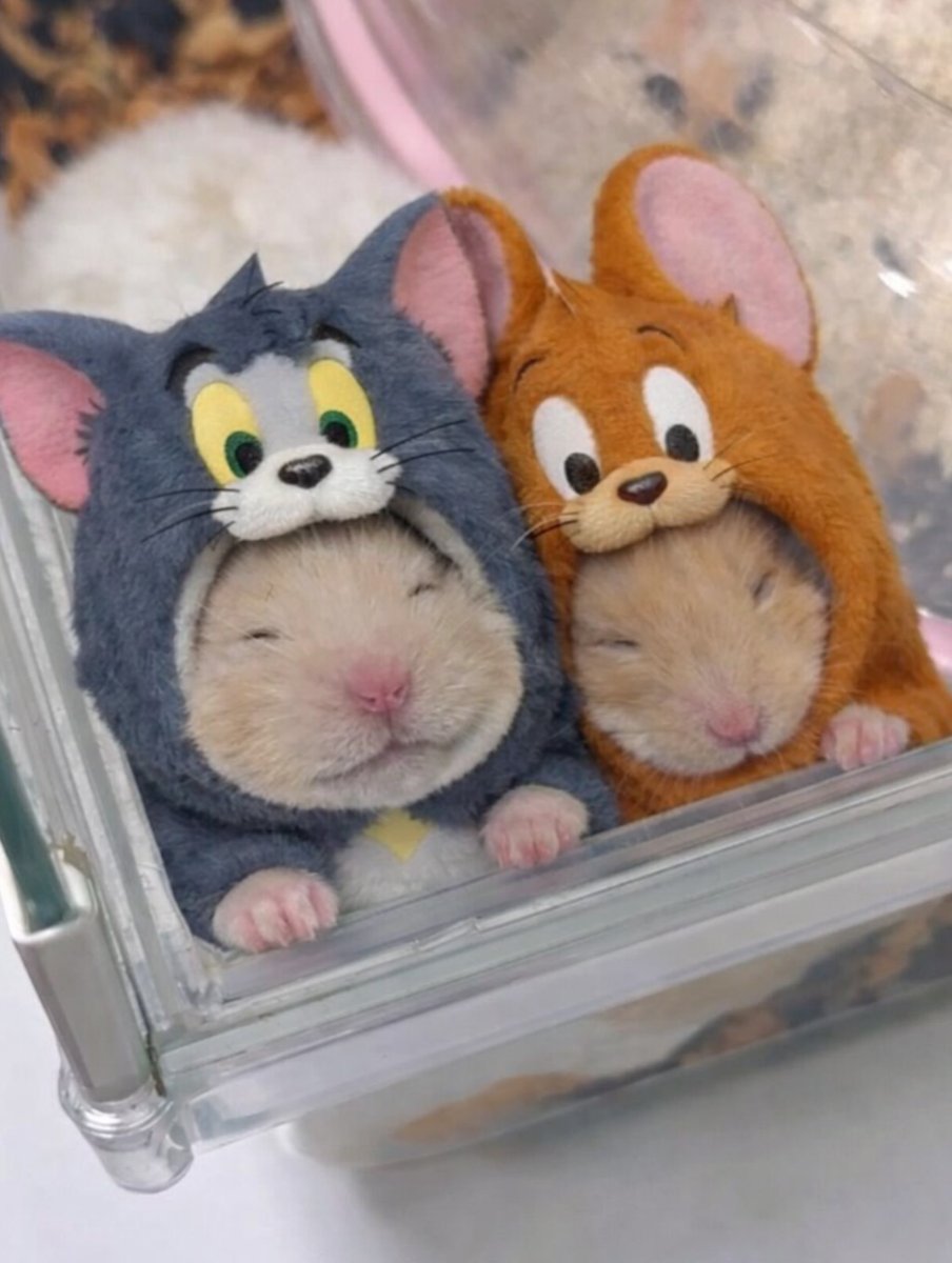 Tweets Of Hamster (@tweetsofhamster) on Twitter photo 