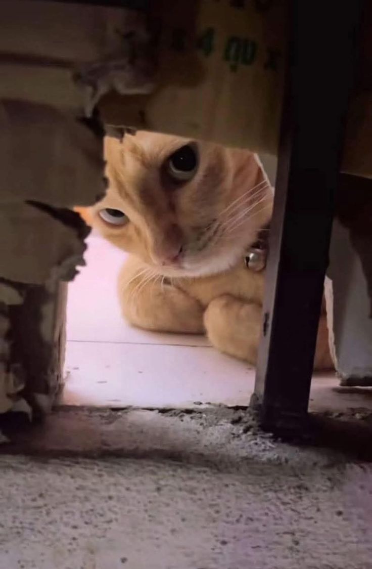 nekocatts's tweet photo. Hi 😺 https://t.co/H3J94oRp7u