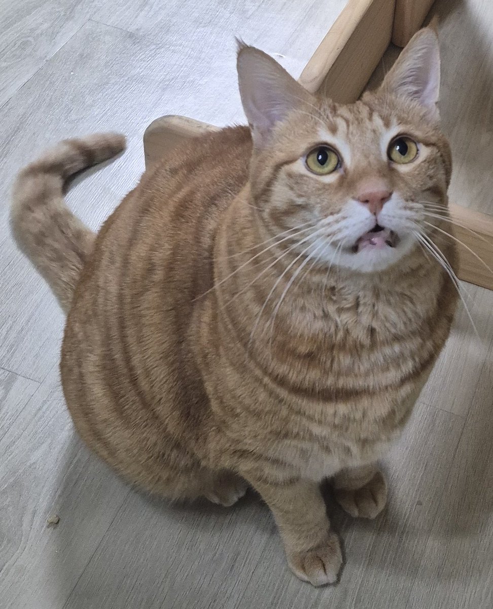 HongCha_dogcat's tweet photo. 동그라미 https://t.co/gxLvkt0xdM