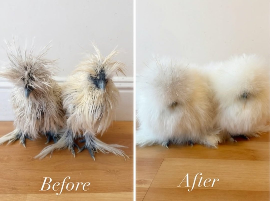 erlkinglover's tweet image. washing my little heishous