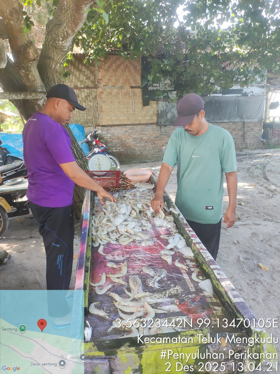 Stpjimmi06's tweet photo. Selasa  (2/12/25), Jimmi Stp, Luhkan Kab. Sergai, di KUB Jaring Selapis, desa Sentang,  mlprkan hsl tkp  Kelong 6 kg/Rp 80000,  Suwalo 3 kg/Rp 45000, Sotong 7  kg/Rp 25000, Senangin 3 kg/Rp 25000 dan Gulamah 5 kg/Rp. 5000
#GiatLuhkanSatminkalMedan
#Tangkap
#SdgBdgai https://t.co/4LbYfOlgos