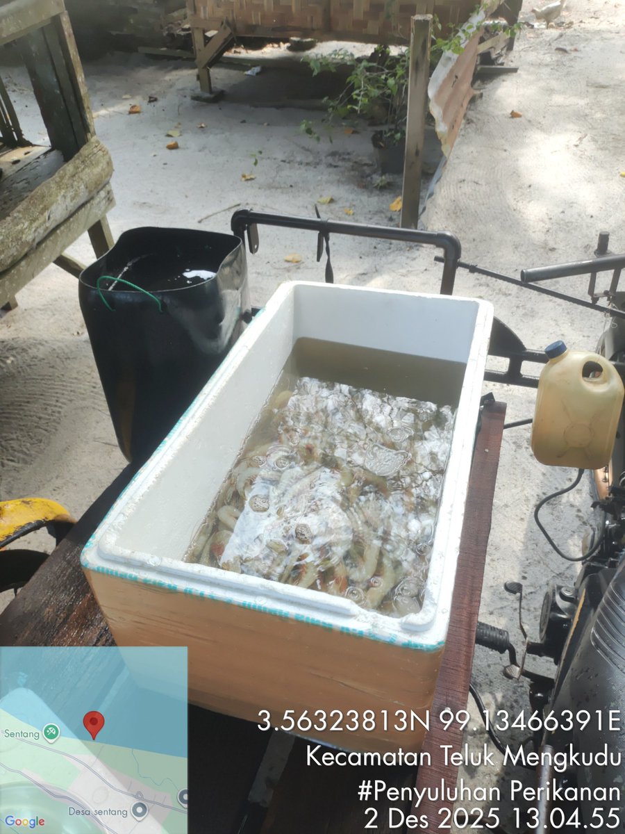 Stpjimmi06's tweet photo. Selasa  (2/12/25), Jimmi Stp, Luhkan Kab. Sergai, di KUB Jaring Selapis, desa Sentang,  mlprkan hsl tkp  Kelong 6 kg/Rp 80000,  Suwalo 3 kg/Rp 45000, Sotong 7  kg/Rp 25000, Senangin 3 kg/Rp 25000 dan Gulamah 5 kg/Rp. 5000
#GiatLuhkanSatminkalMedan
#Tangkap
#SdgBdgai https://t.co/4LbYfOlgos