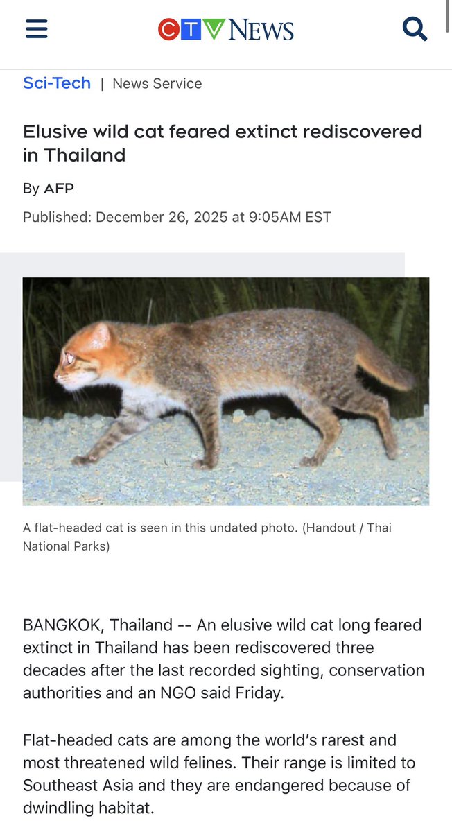 🐾 Real-Life Cryptid Moment 🐾

A wild cat feared extinct for 30+ years has been rediscovered in Thailand. The flat-headed cat is one of the rarest and most elusive felines on Earth, surviving quietly, unseen, and almost forgotten.

Nature still has secrets.

#Paranormal #Cryptid