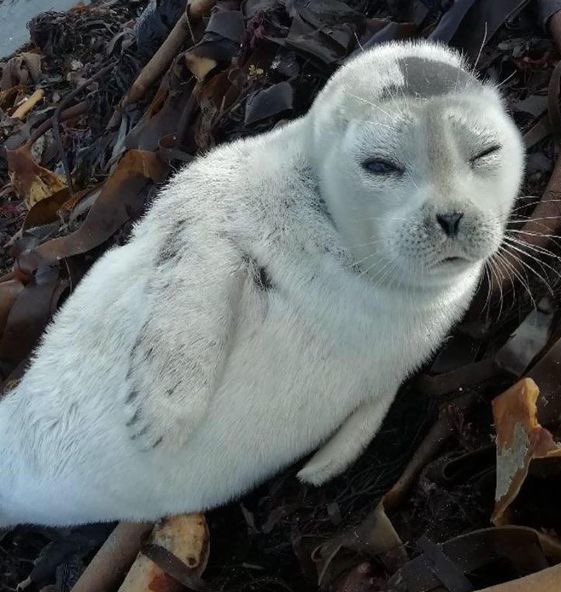 Sealyne_'s tweet photo. Thinking of the diva cloudberry.. the arctic ringed seal that ended up in Ireland https://t.co/PzgRTdnJ28