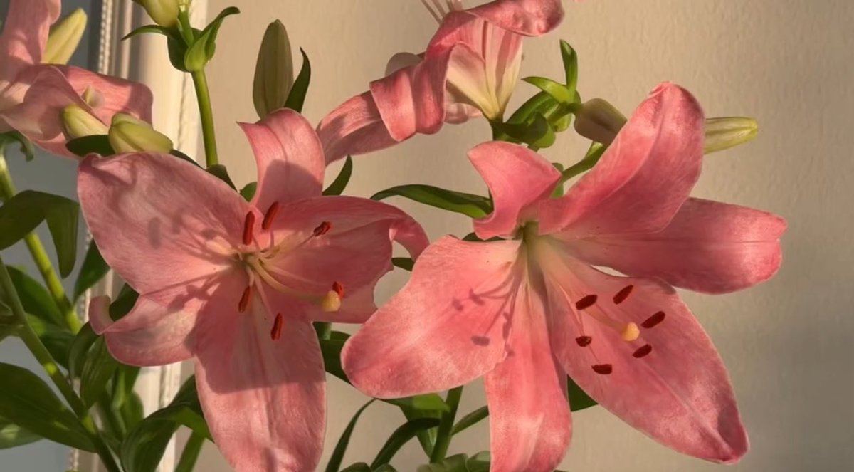 1leio's tweet image. 