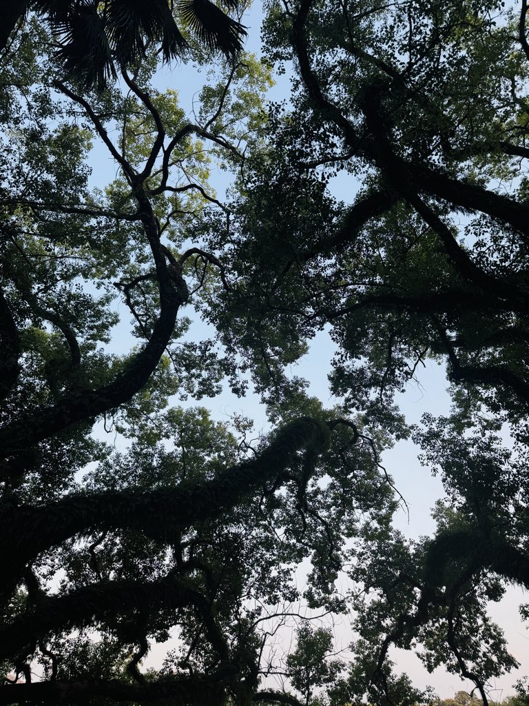 🌲