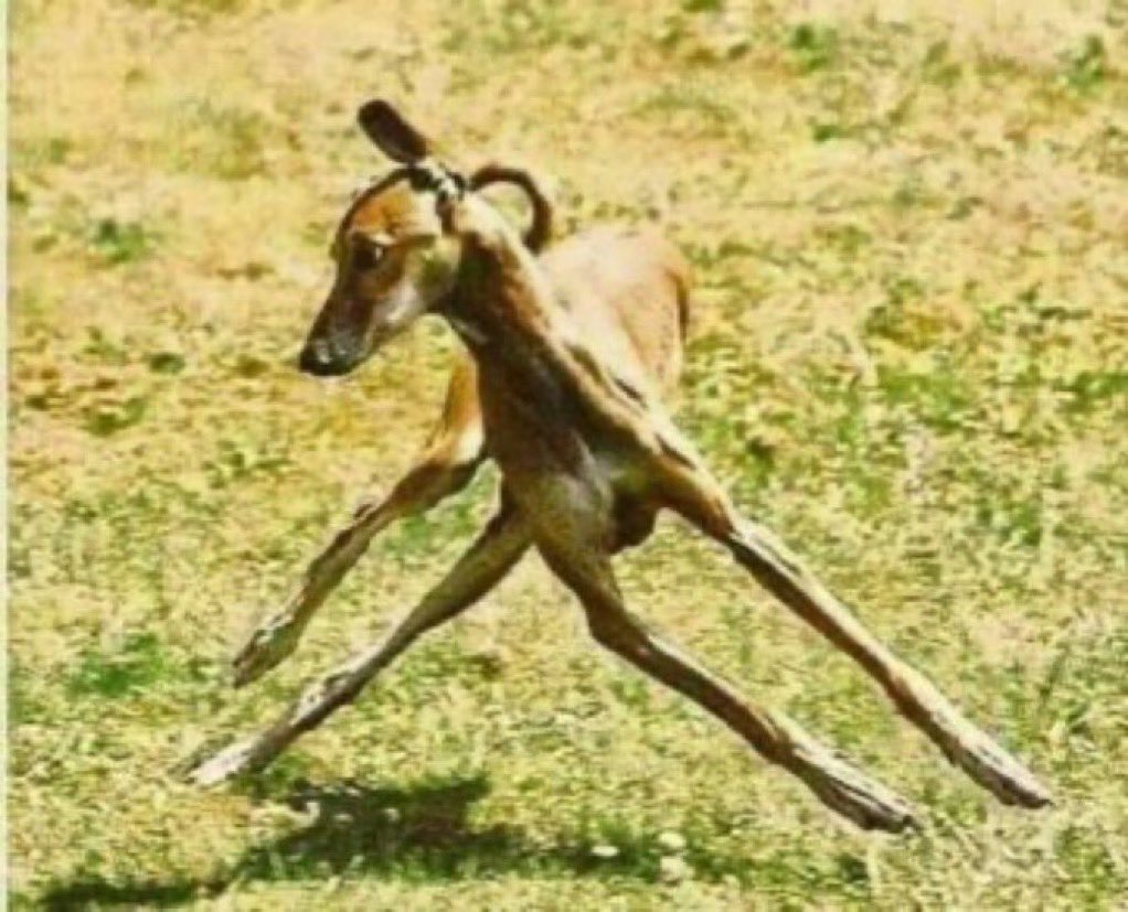 APC in Nov: Trump is not coming!

“We shall never forget &amp; forgive Peter Obi for supporting the foreign invasion of Nigeria.”

APC in Dec: Trump came but with the support of BAT. Nigeria approved the strikes.

😂😭😂😭😂