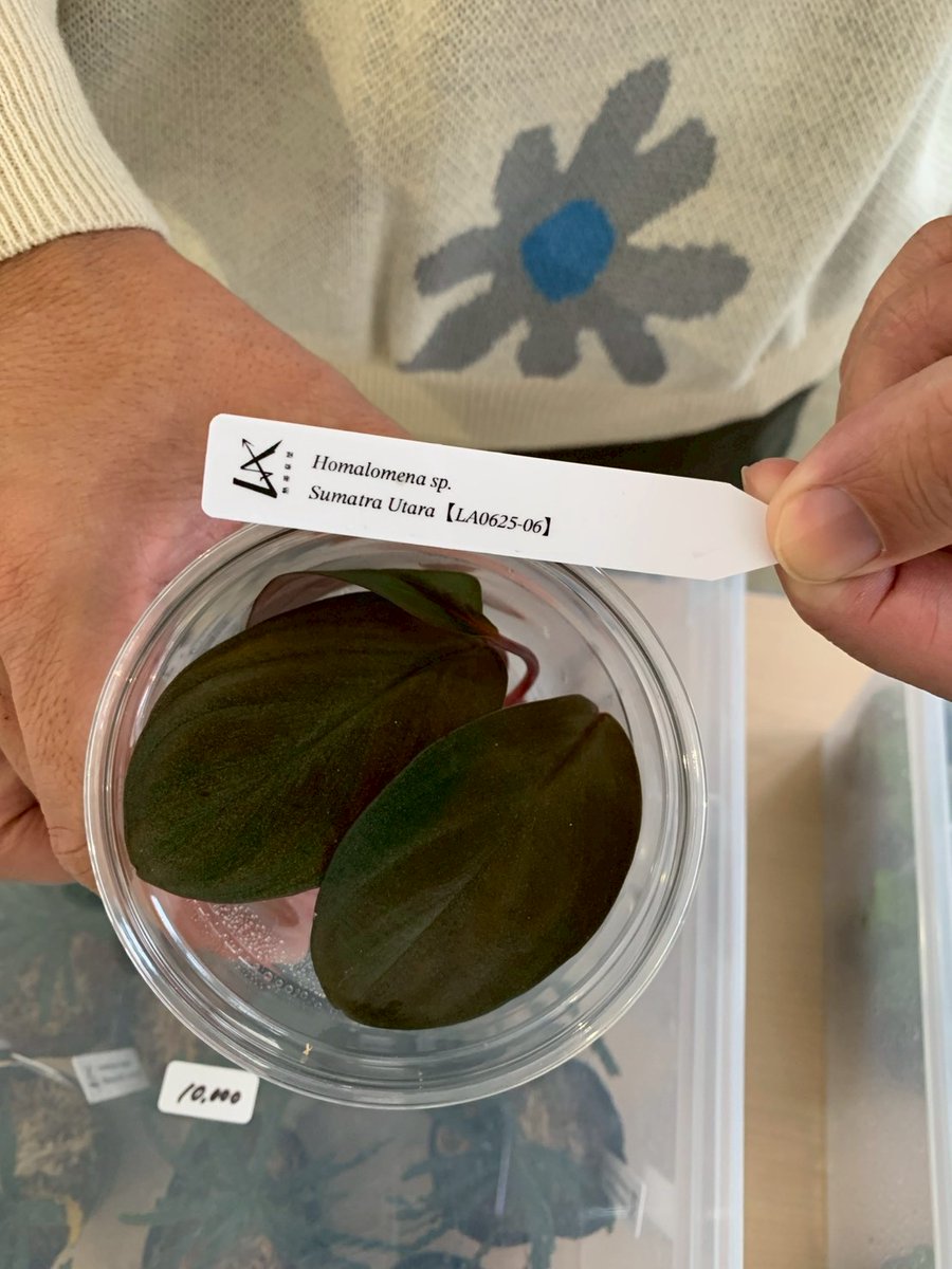 plantbymicro's tweet image. @yamicha_bio さん経由で@LA_souyaさんから貰ったHomolamena 2品種
葉断面
それぞれ色が違うので色素の有無は当然ですが、突起状の表皮細胞の形が結構異なるのは面白いですね。…