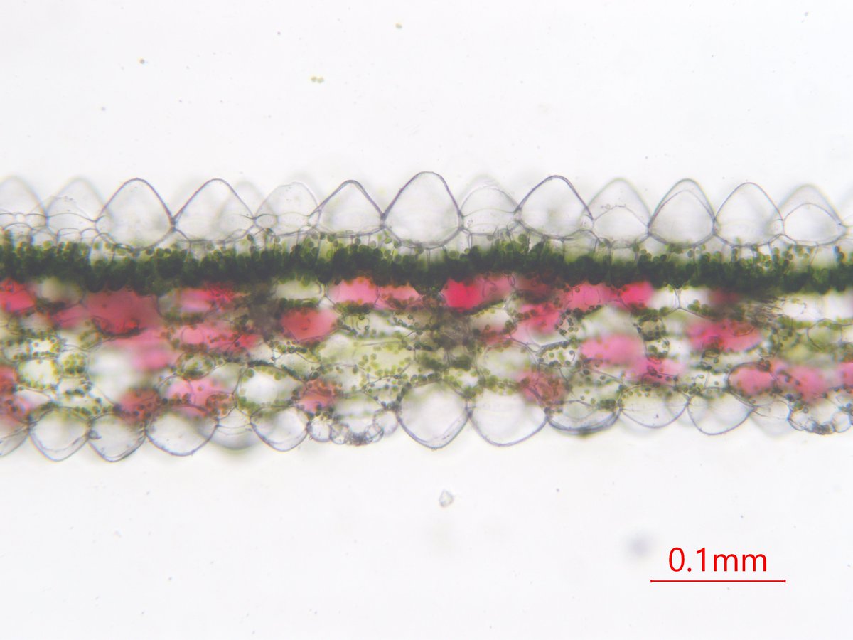 plantbymicro's tweet image. @yamicha_bio さん経由で@LA_souyaさんから貰ったHomolamena 2品種
葉断面
それぞれ色が違うので色素の有無は当然ですが、突起状の表皮細胞の形が結構異なるのは面白いですね。…