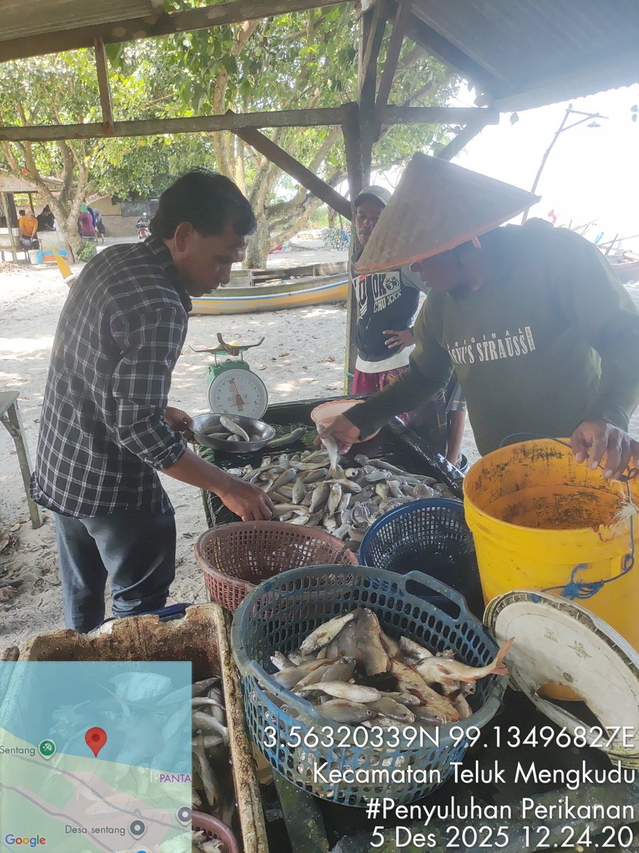 Stpjimmi06's tweet photo. Jumat  (5/12/25), Jimmi Stp, Luhkan Kab. Sergai, di KUB Haluan Baru,  desa Sentang,  mlprkan hsl tkp  Kelong 10 kg/Rp 80000,  Suwalo 5 kg/Rp 45000, Sotong 7  kg/Rp 25000, Senangin 4 kg/Rp 25000 dan Gulamah 7 kg/Rp. 5000
#GiatLuhkanSatminkalMedan
#Tangkap
#SdgBdgai https://t.co/OC2u9lLsqV