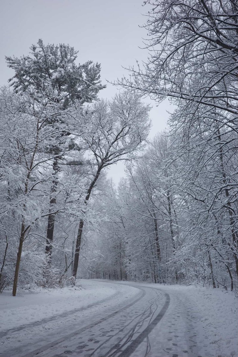 prospect_park's tweet photo. Trees aren’t just surviving the cold—they’re sleeping! 💤❄️ In winter, Prospect Park’s 30,000 trees enter dormancy, saving energy for spring. Enjoy these snowy #FrozenFriday shots by IG user ericareadeimages and tag @prospect_park to be featured.  https://t.co/cxe9iZtinn https://t.co/3Q9xX32spy