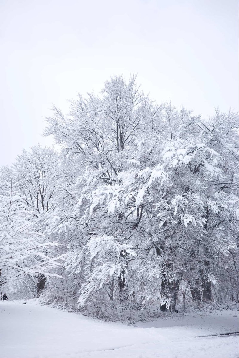 prospect_park's tweet photo. Trees aren’t just surviving the cold—they’re sleeping! 💤❄️ In winter, Prospect Park’s 30,000 trees enter dormancy, saving energy for spring. Enjoy these snowy #FrozenFriday shots by IG user ericareadeimages and tag @prospect_park to be featured.  https://t.co/cxe9iZtinn https://t.co/3Q9xX32spy
