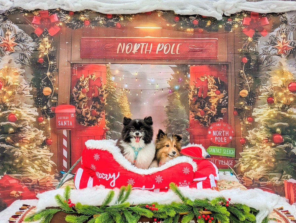 クリスマス、夫も娘も仕事で私もぼちぼちできるところから大掃除し始めたら、なんだかバタバタして終わってしまってた😂1日遅れたけどせっかくだからクリスマスムクロコ写真のっけておこう！🎅🎄🐶
#ポメラニアン #シェルティ