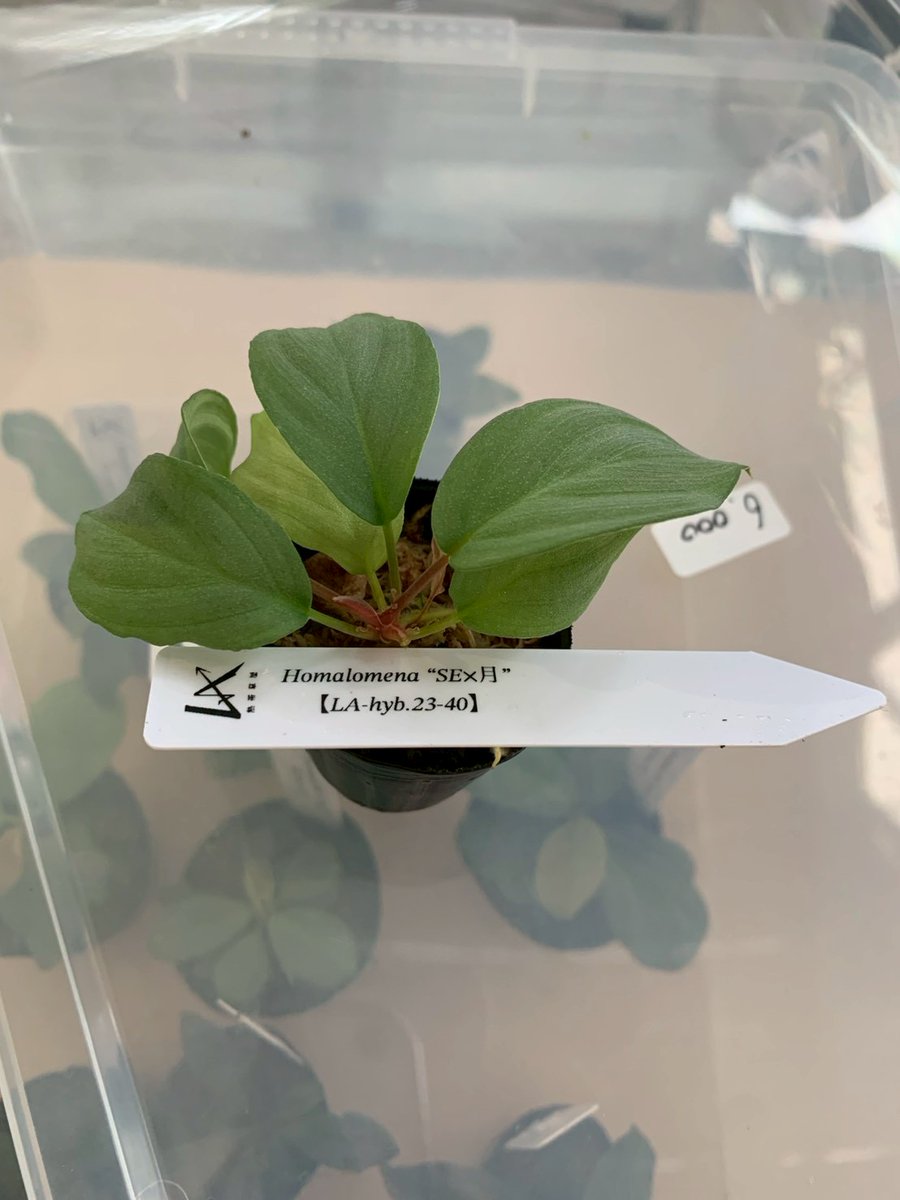 plantbymicro's tweet image. @yamicha_bio さん経由で@LA_souyaさんから貰ったHomolamena 2品種
葉断面
それぞれ色が違うので色素の有無は当然ですが、突起状の表皮細胞の形が結構異なるのは面白いですね。…