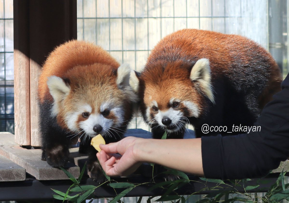 coco_takayan's tweet photo. 青春18きっぷで日本平zooへ。
はじめましての ななこちゃん。
色白さんで可愛いね～ https://t.co/ZmvQNvQbv3