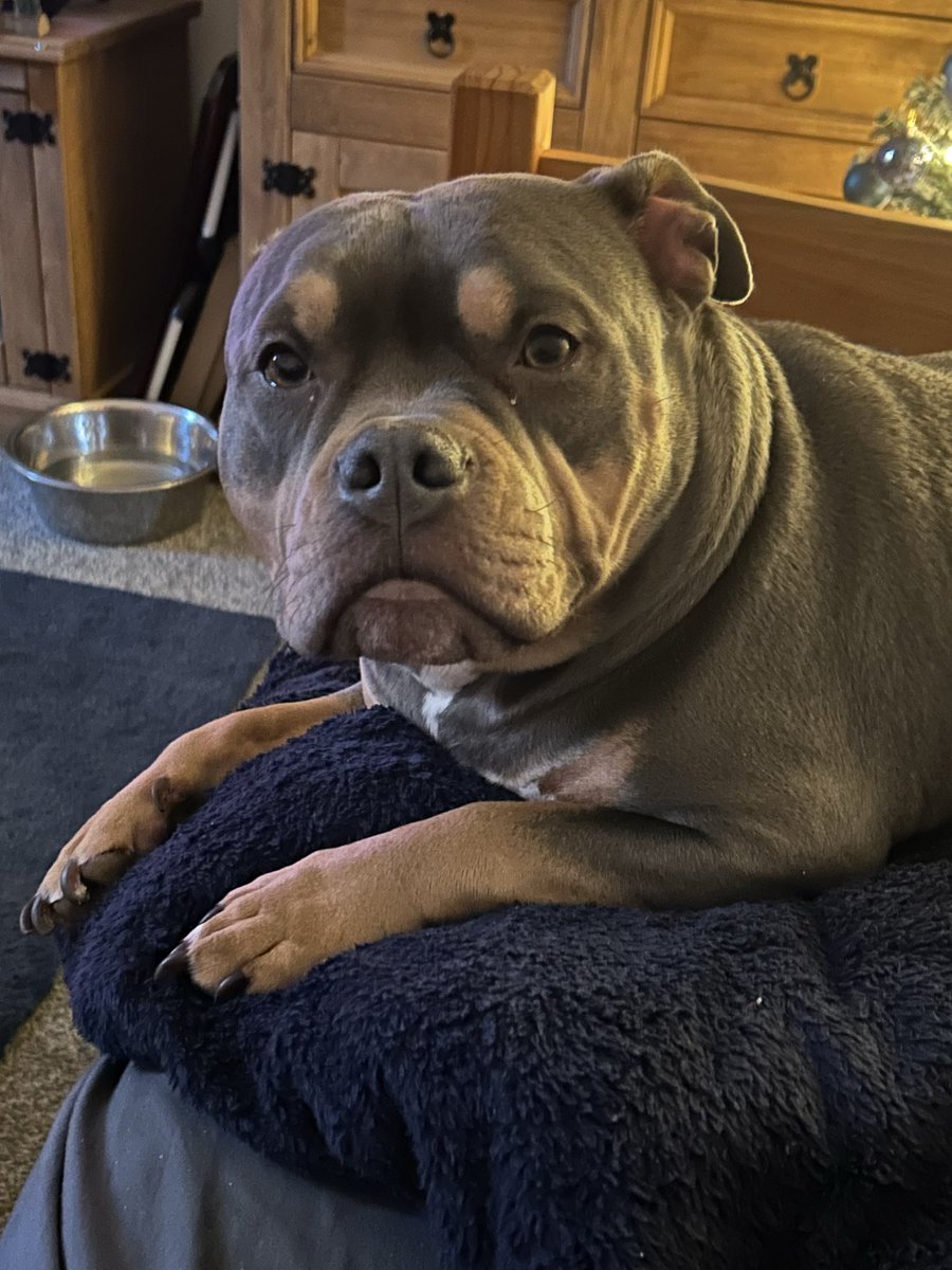 AMBullyDad's tweet image. What you looking at… 🤣