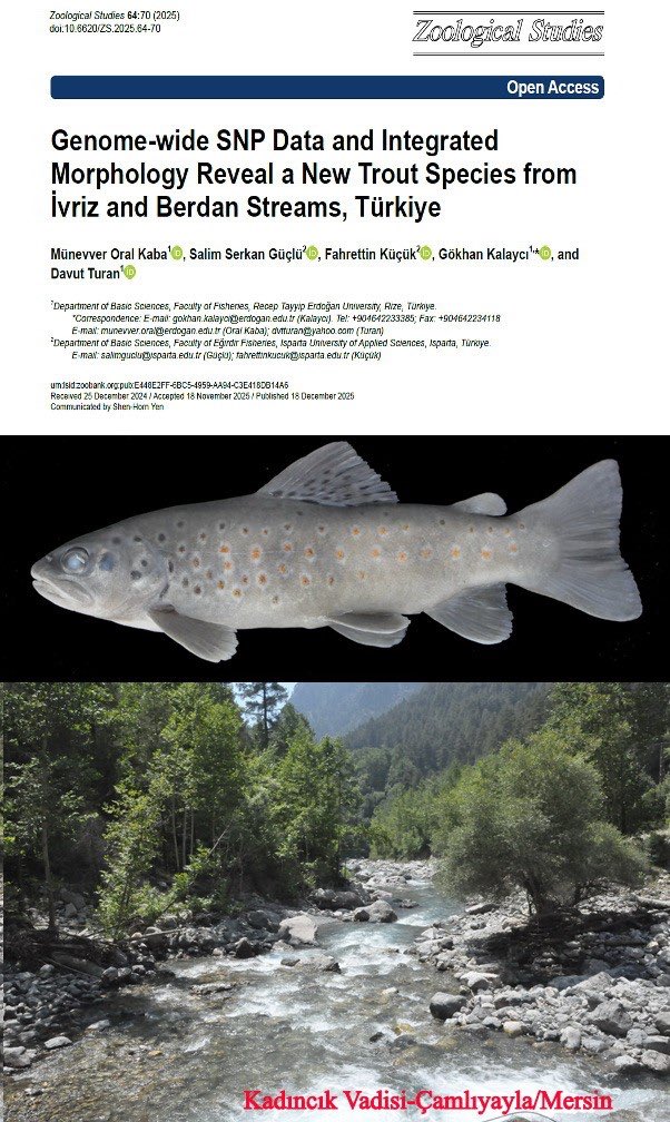 Fakültemiz öğretim üyeleri Prof. Dr. Fahrettin KÜÇÜK ve Doç. Dr. Salim Serkan GÜÇLÜ ile Recep Tayyip Erdoğan Üniversitesi Su Ürünleri Fakültesi öğretim üyelerinin yer aldığı araştırma ekibi, Türkiye’nin akarsularından yeni bir Kırmızıbenekli alabalık türü tanımladı.